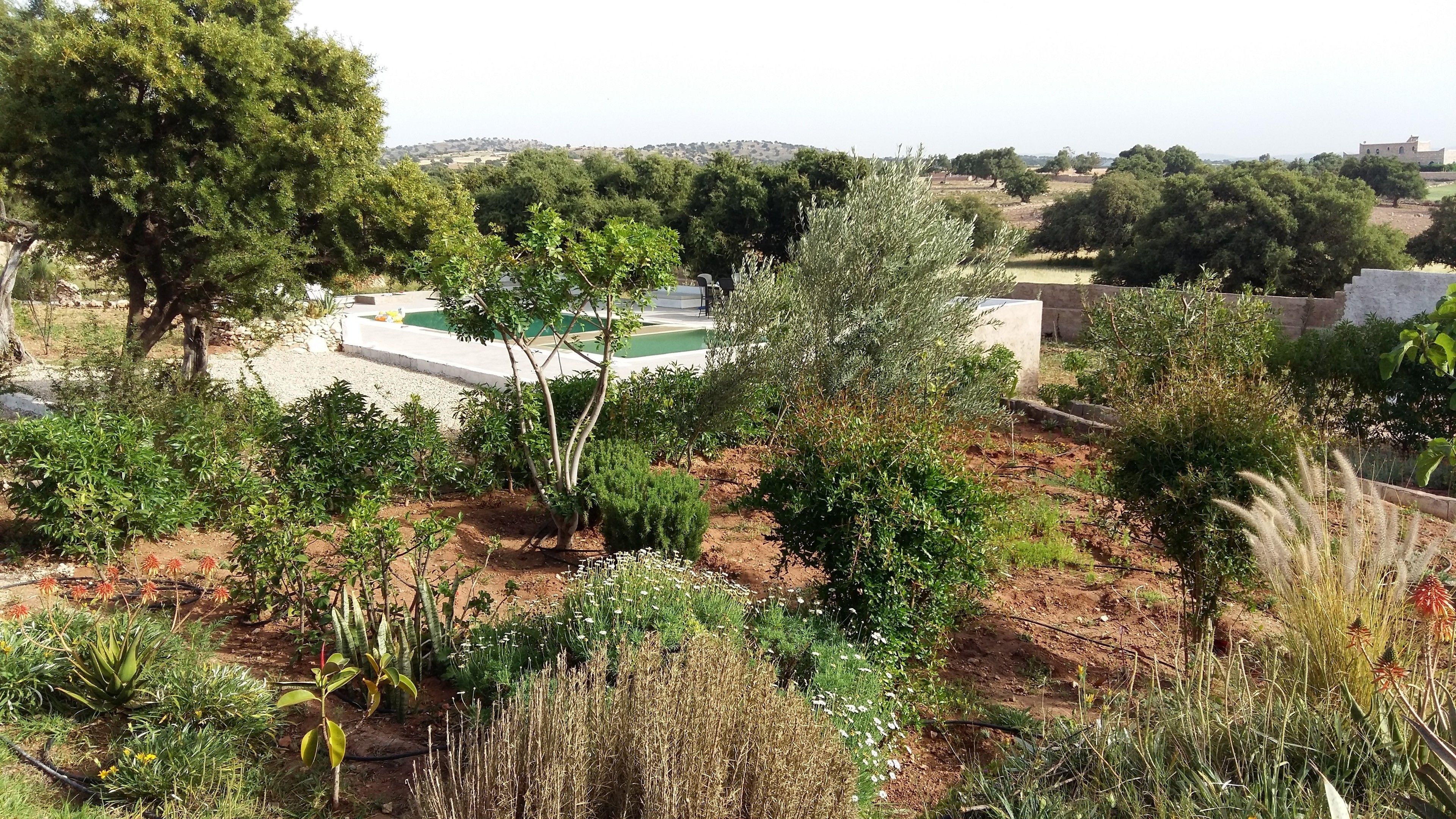 A landscaped garden with a pool, trees, and a view of a distant hill.