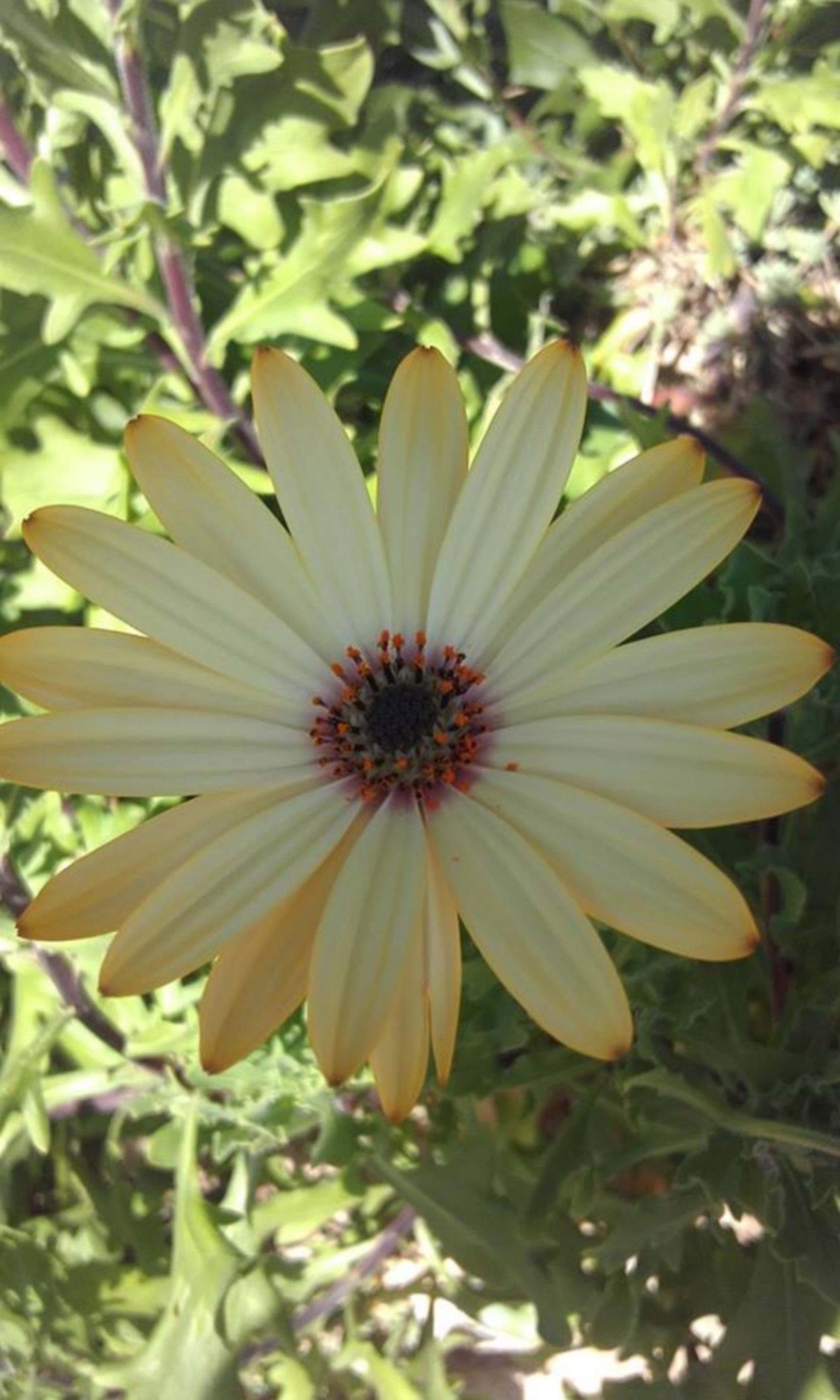 A single daisy-like flower with a central dark core and yellow petals, surrounded by green foliage.