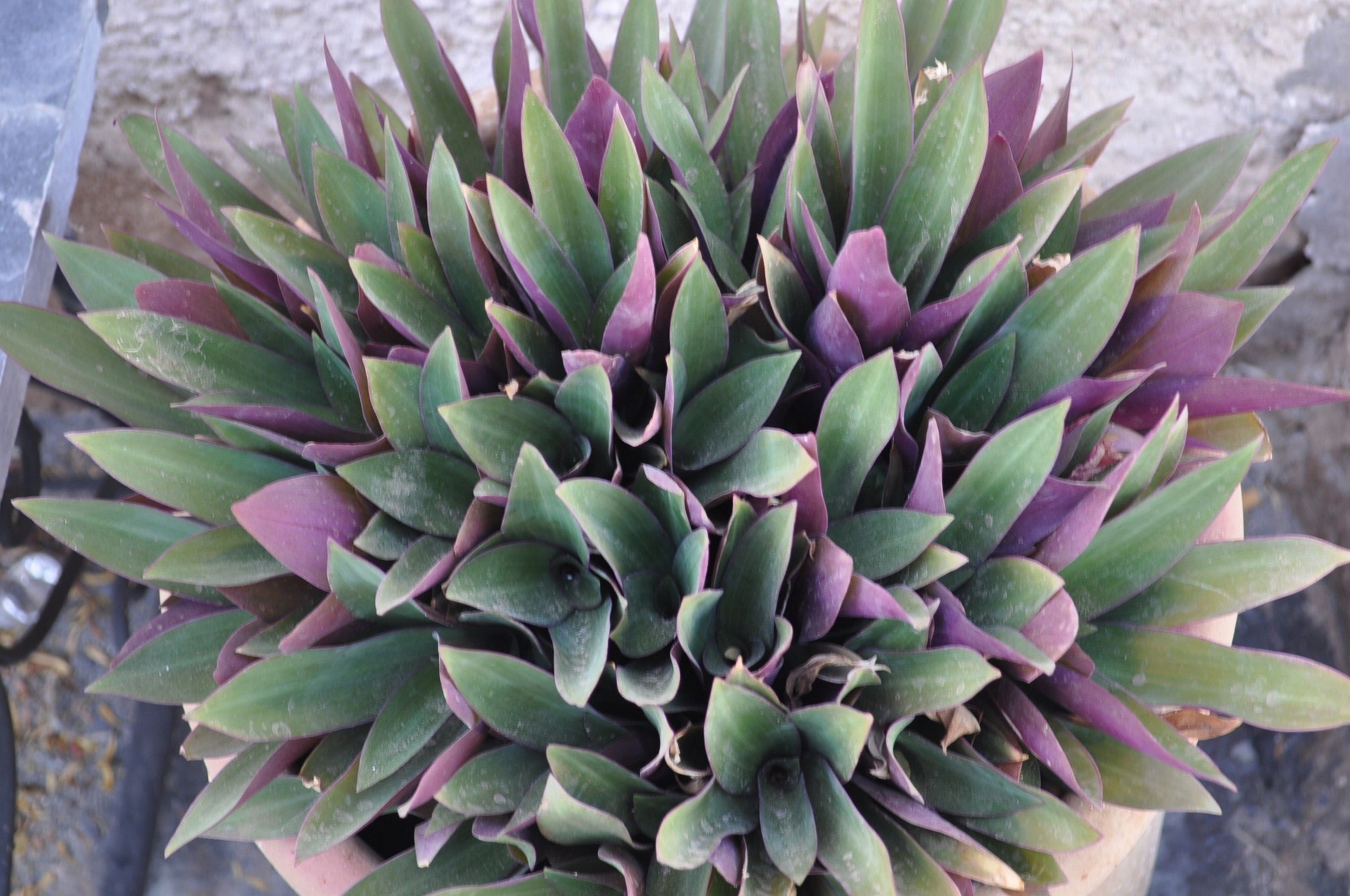 Ein Blumentopf mit grünen und violetten Blättern.