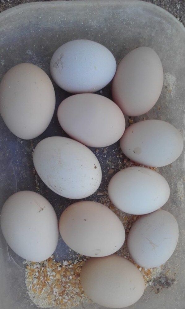 A plastic container holding several eggs.