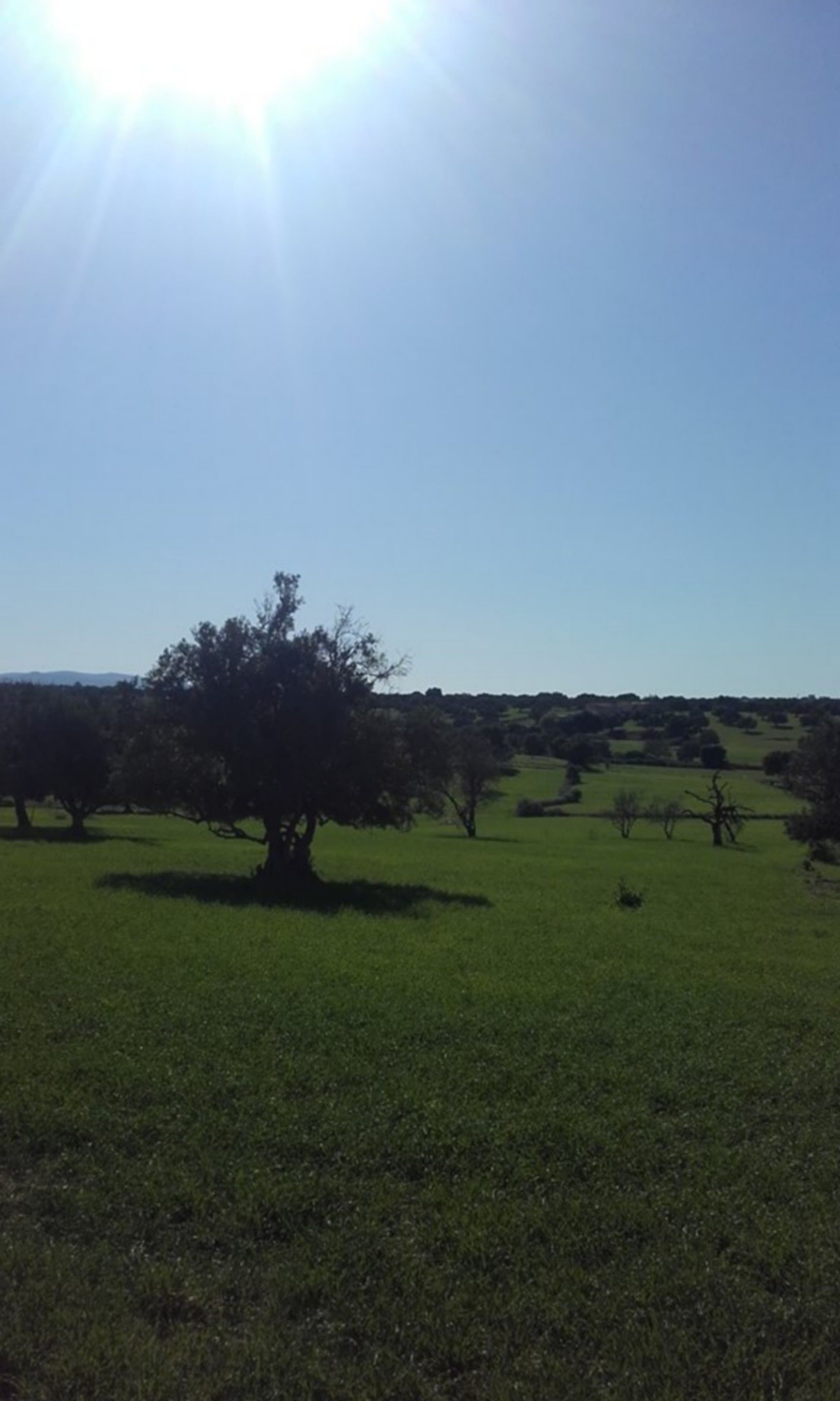 Ein grünes Feld mit einem großen Baum im Vordergrund und einem klaren Himmel.
