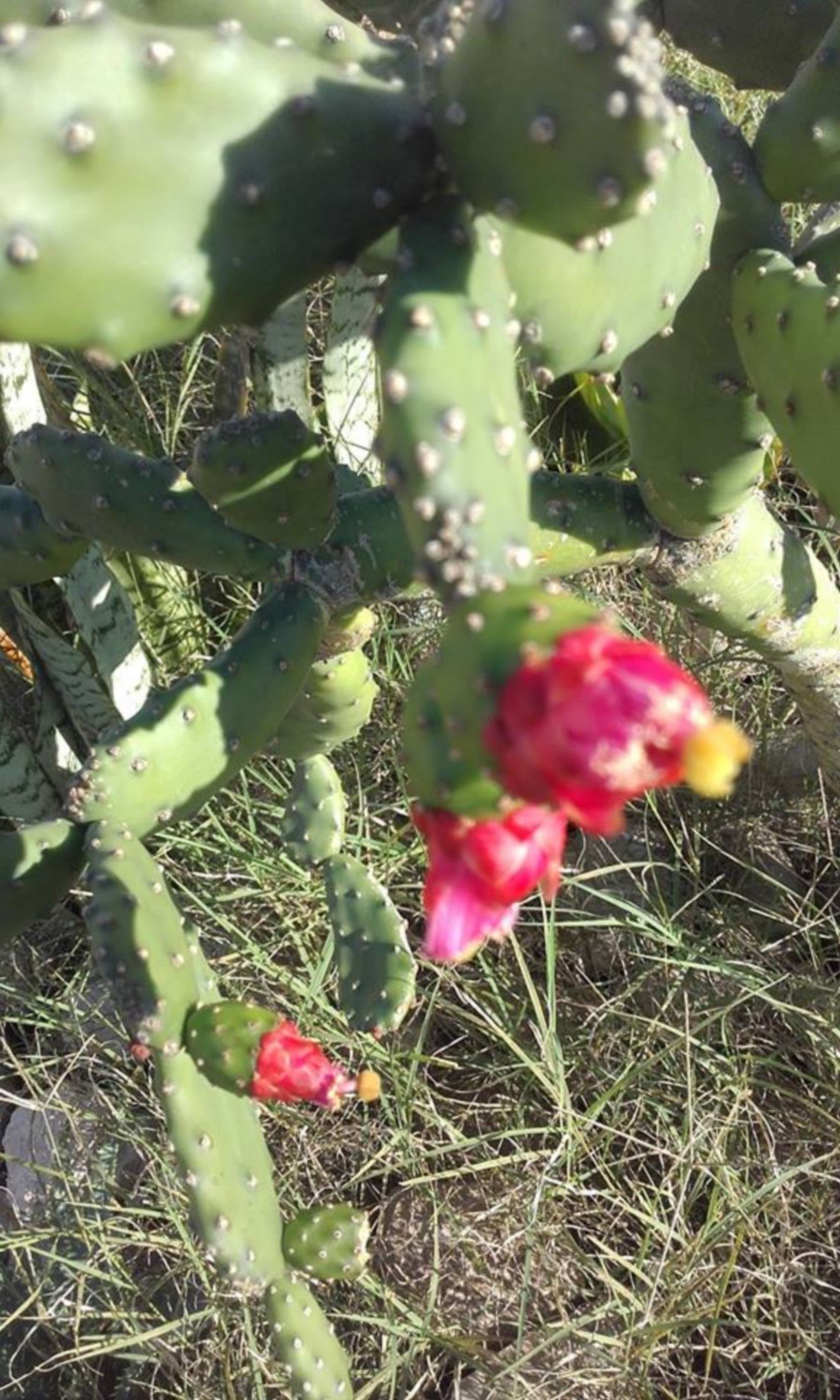 A cactus plant with green pads and small white spines, and a pink flower.