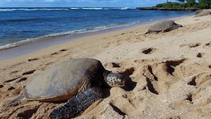 Una tortuga marina sobre una playa arenosa, con olas del océano al fondo.