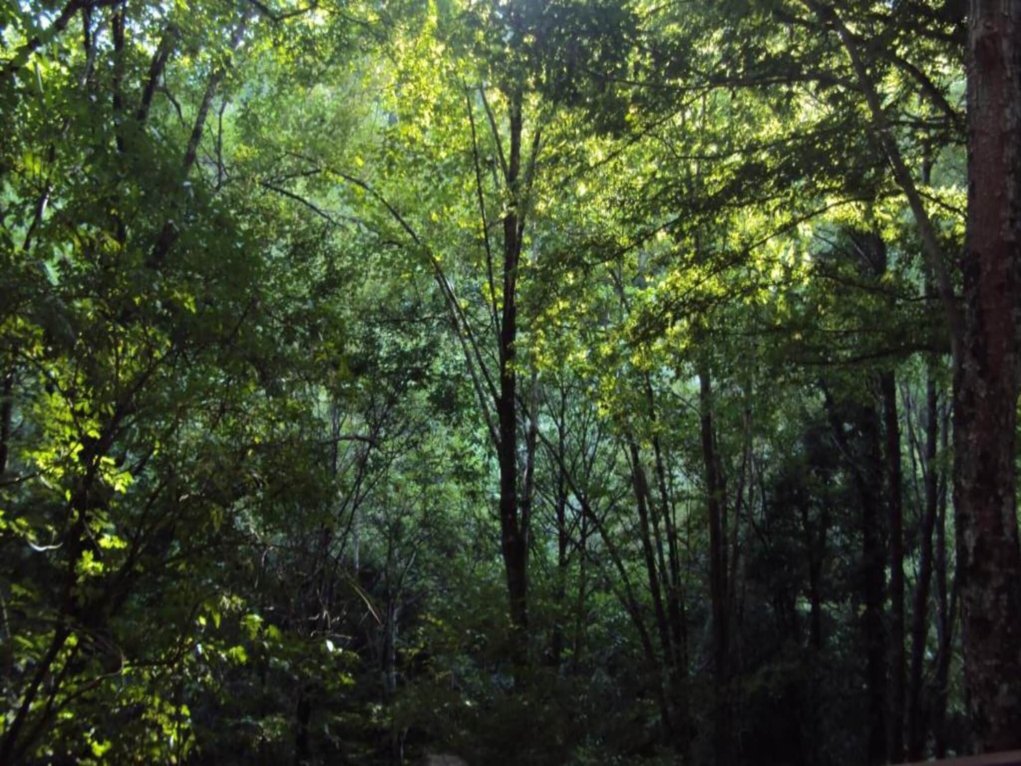 Ein dichter Wald mit hoch aufragenden Bäumen und Sonnenlicht, das durch das Laub dringt.