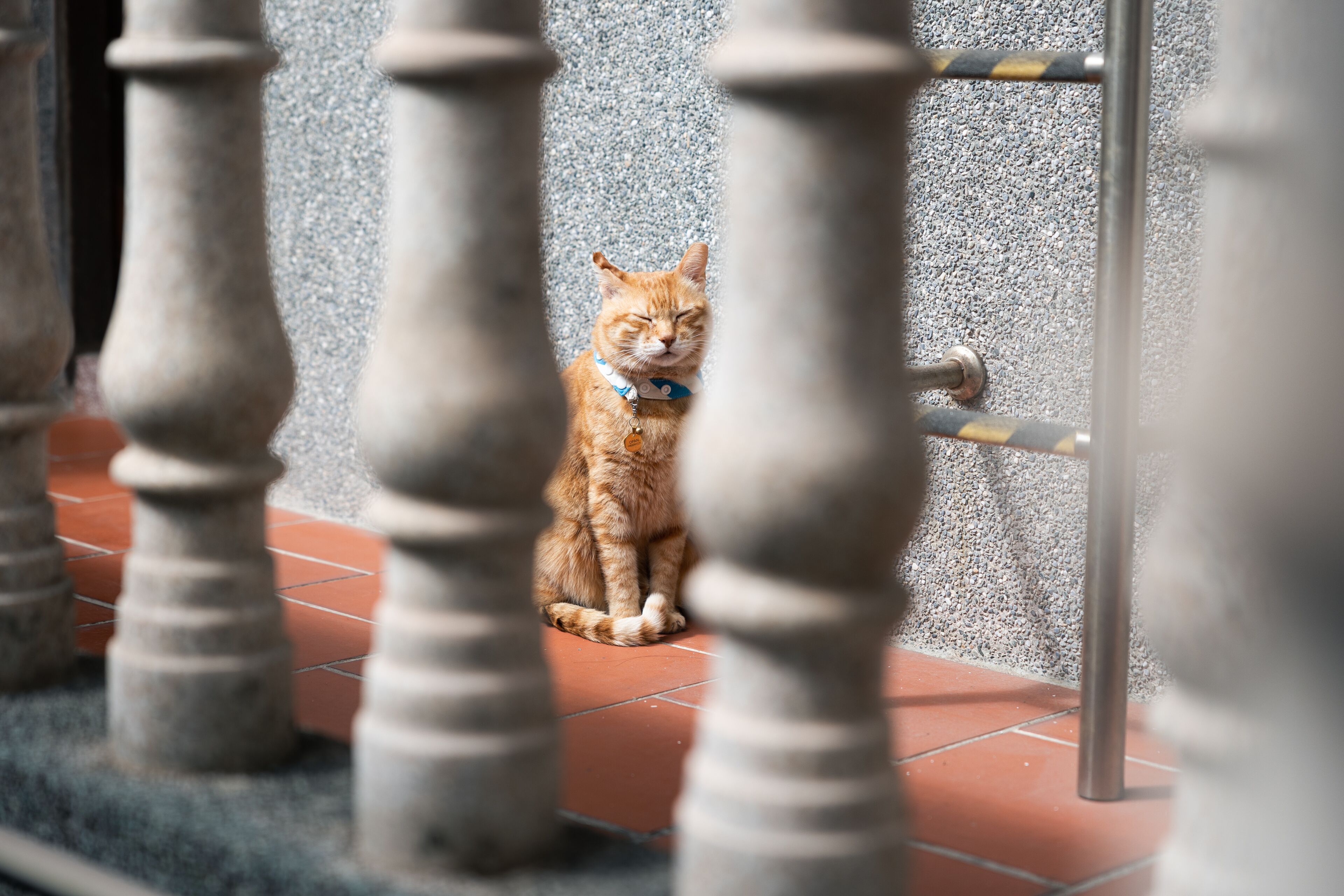 Eine Katze sitzt auf einem Kachelboden, teilweise von einem Metallgeländer verdeckt.