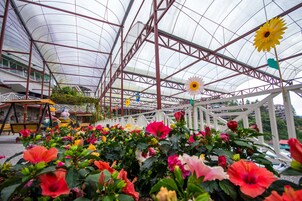Un invernadero con estructura metálica y techo de vidrio, lleno de flores coloridas y una gran decoración de girasol.