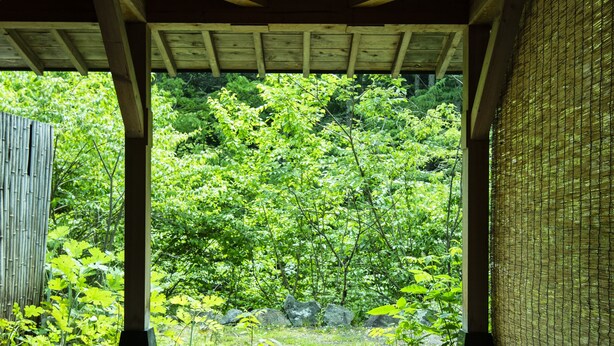 Une structure en bois abritant une piscine dont le fond est en verre, reflétant la végétation environnante.