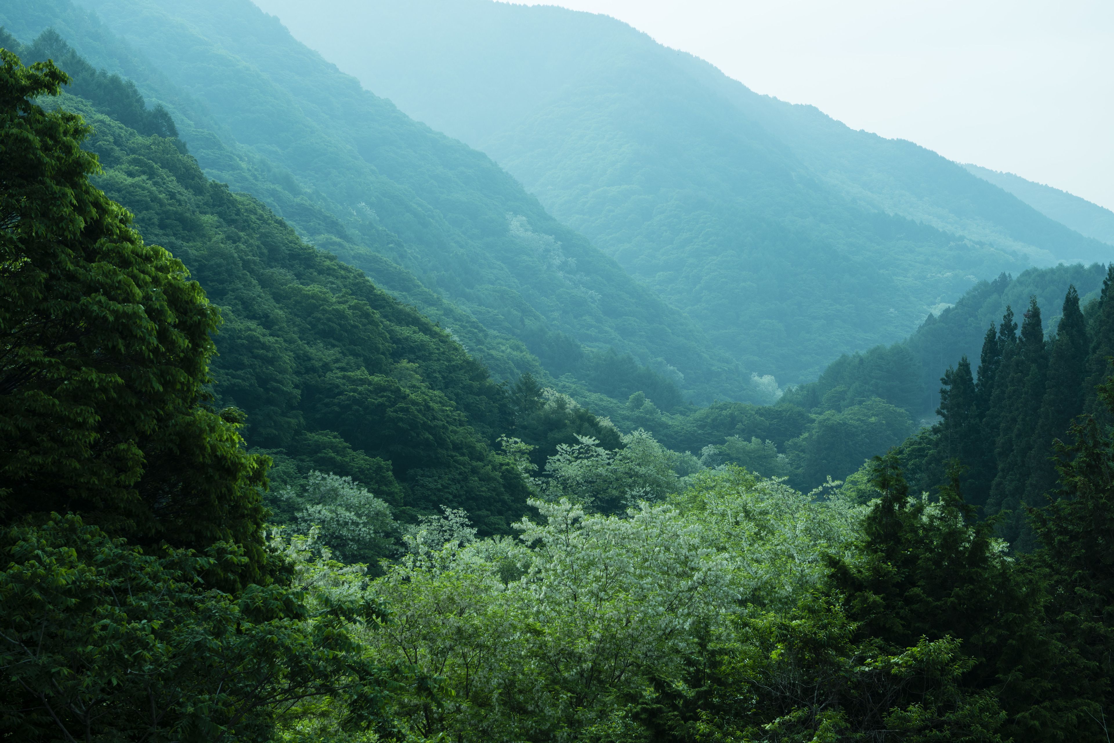 Un paysage montagneux, avec de vastes forêts verdoyantes et une vallée.