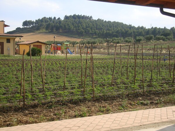A rural landscape with a field of crops, a playground, and a building in the background.