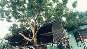 Un árbol frente a un edificio con balcón y zona de estar al aire libre.