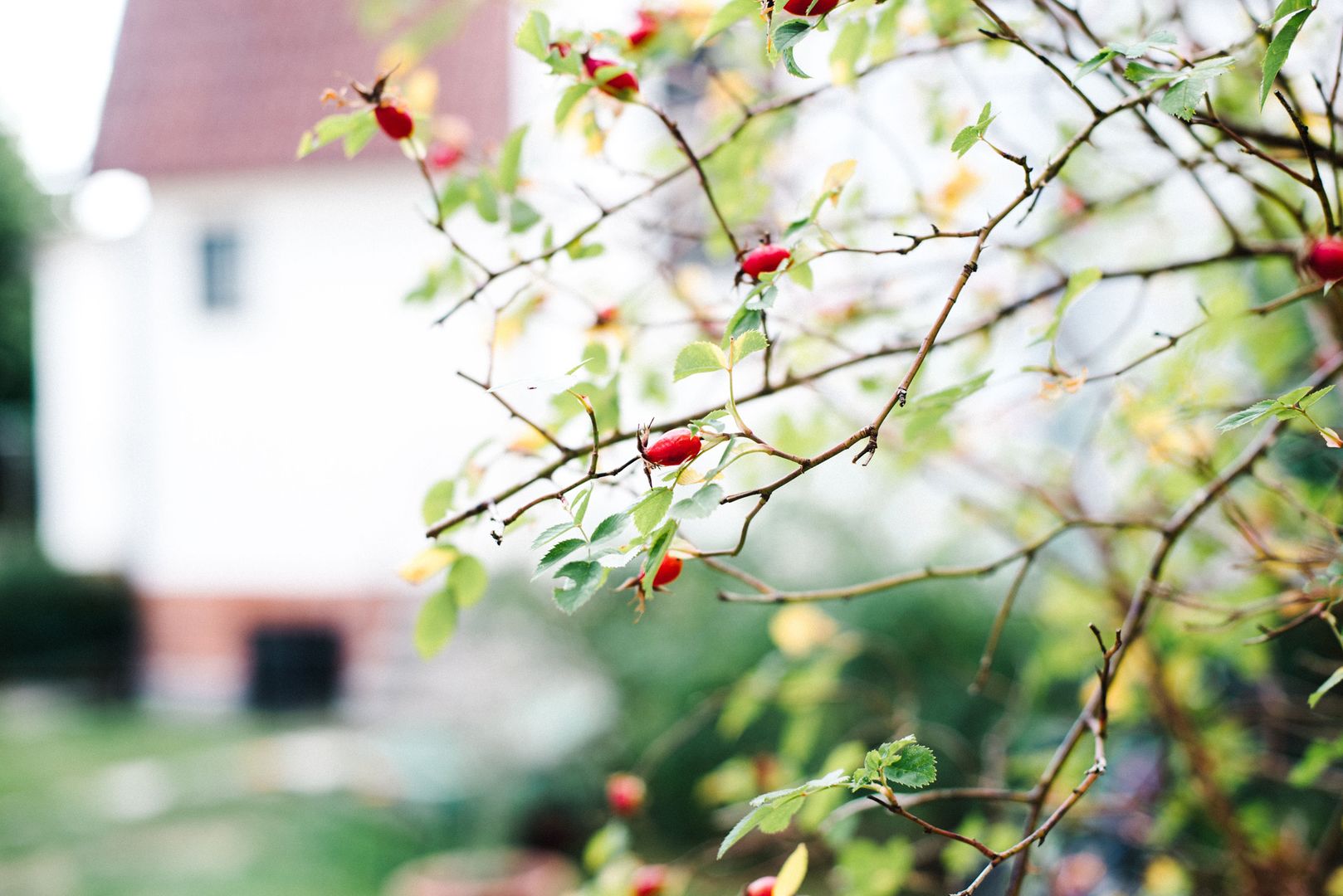 A blurred view of a building with a red roof, surrounded by greenery.