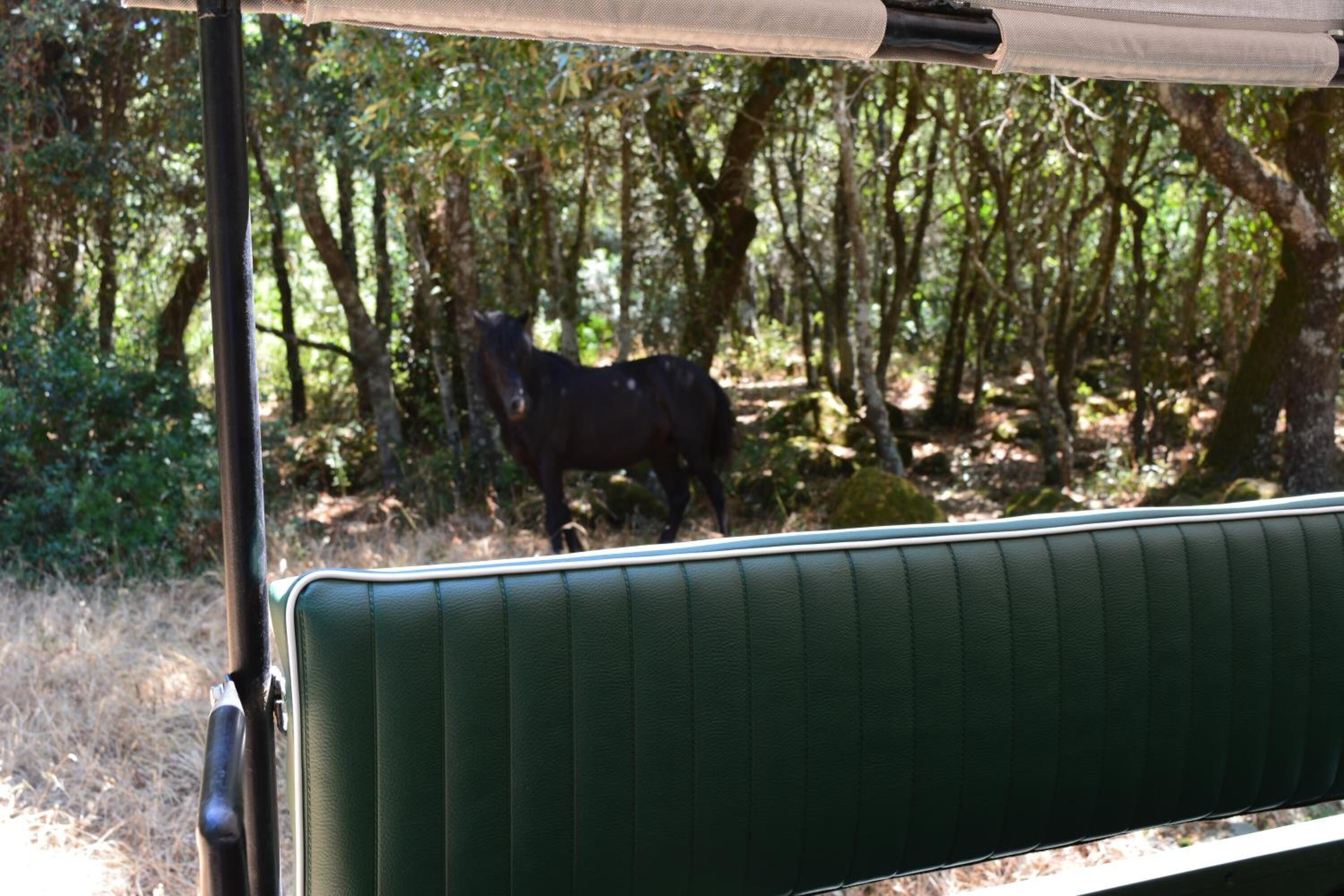 Un banco verde con estructura metálica, ubicado en una zona boscosa con árboles y un caballo al fondo.