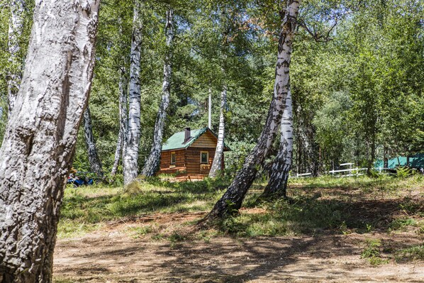 A wooden cabin surrounded by birch trees in a forest.