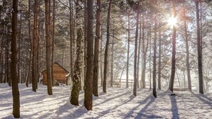 Schnee bedeckter Wald mit hohen Bäumen und einer Holzhütte.