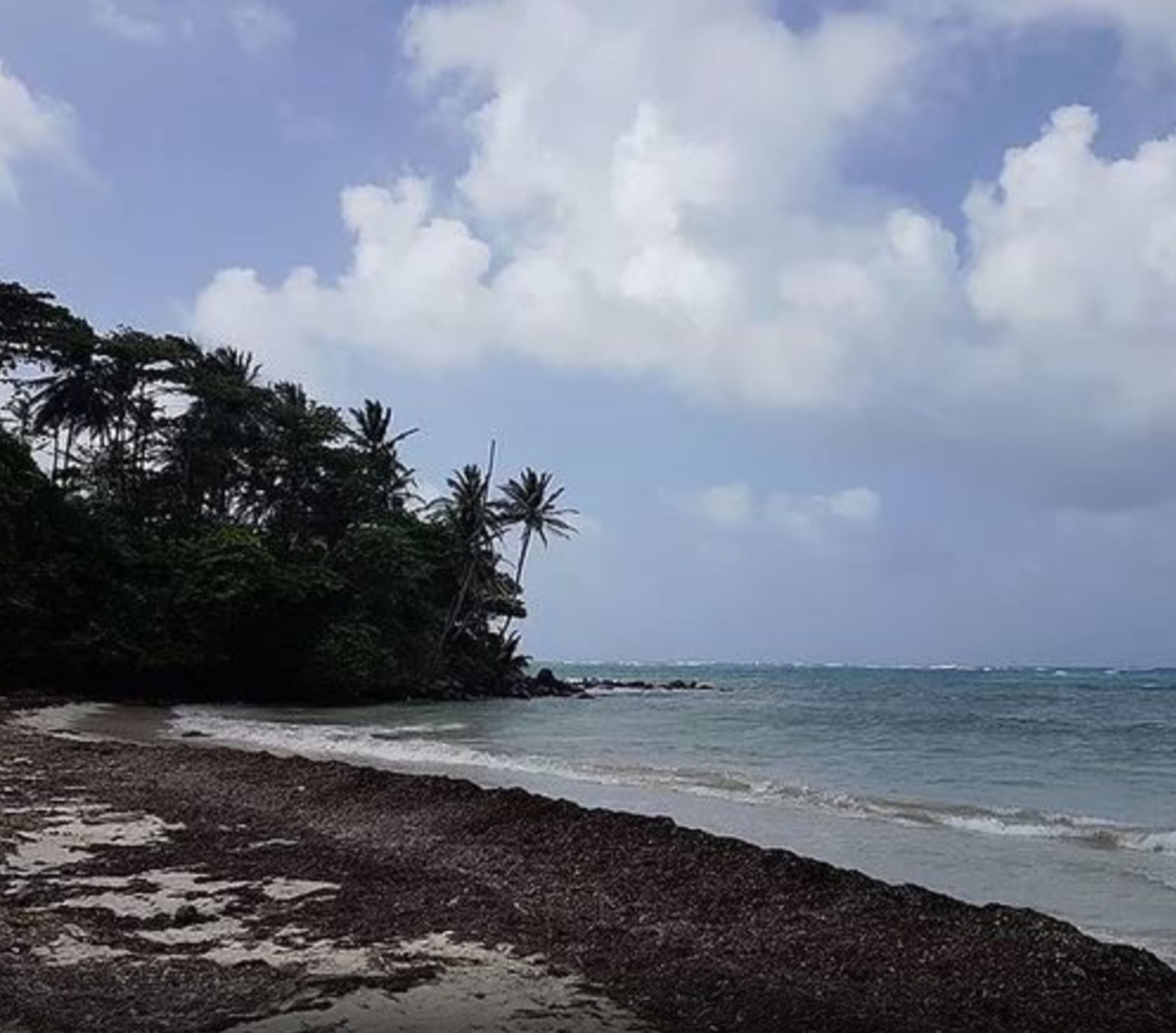 Una spiaggia con ciottoli scuri, palme e un mare calmo sotto un cielo parzialmente nuvoloso.