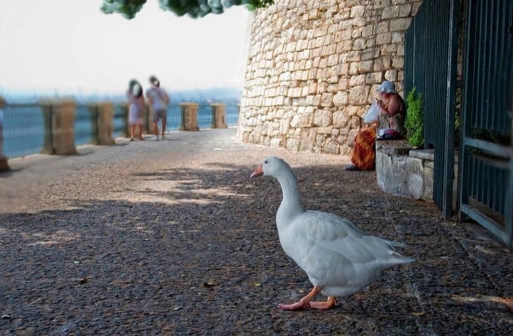 Um pato branco em um caminho de cascalho próximo a um muro de pedra e um portão de metal.