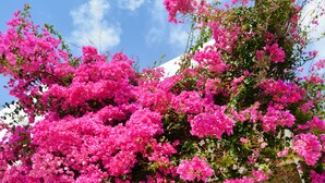 Um edifício de pedra com persianas brancas e buganvílias cor-de-rosa a trepar pela parede.