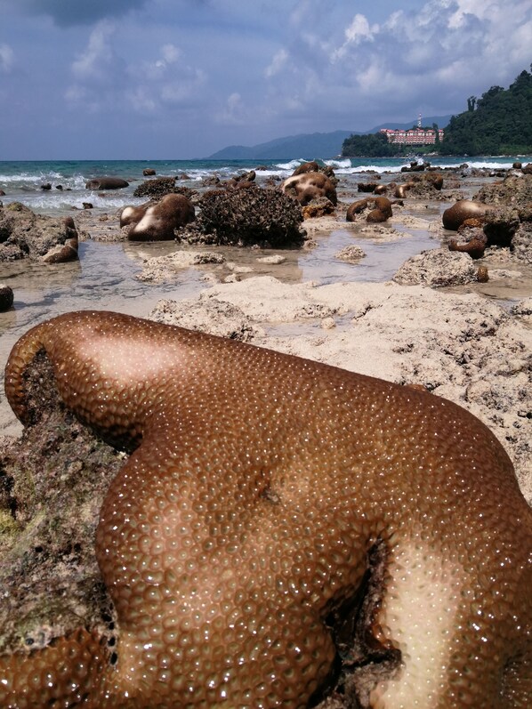 A rocky beach with a large sea turtle on the sand. - Tamara Resort (Tioman Island)