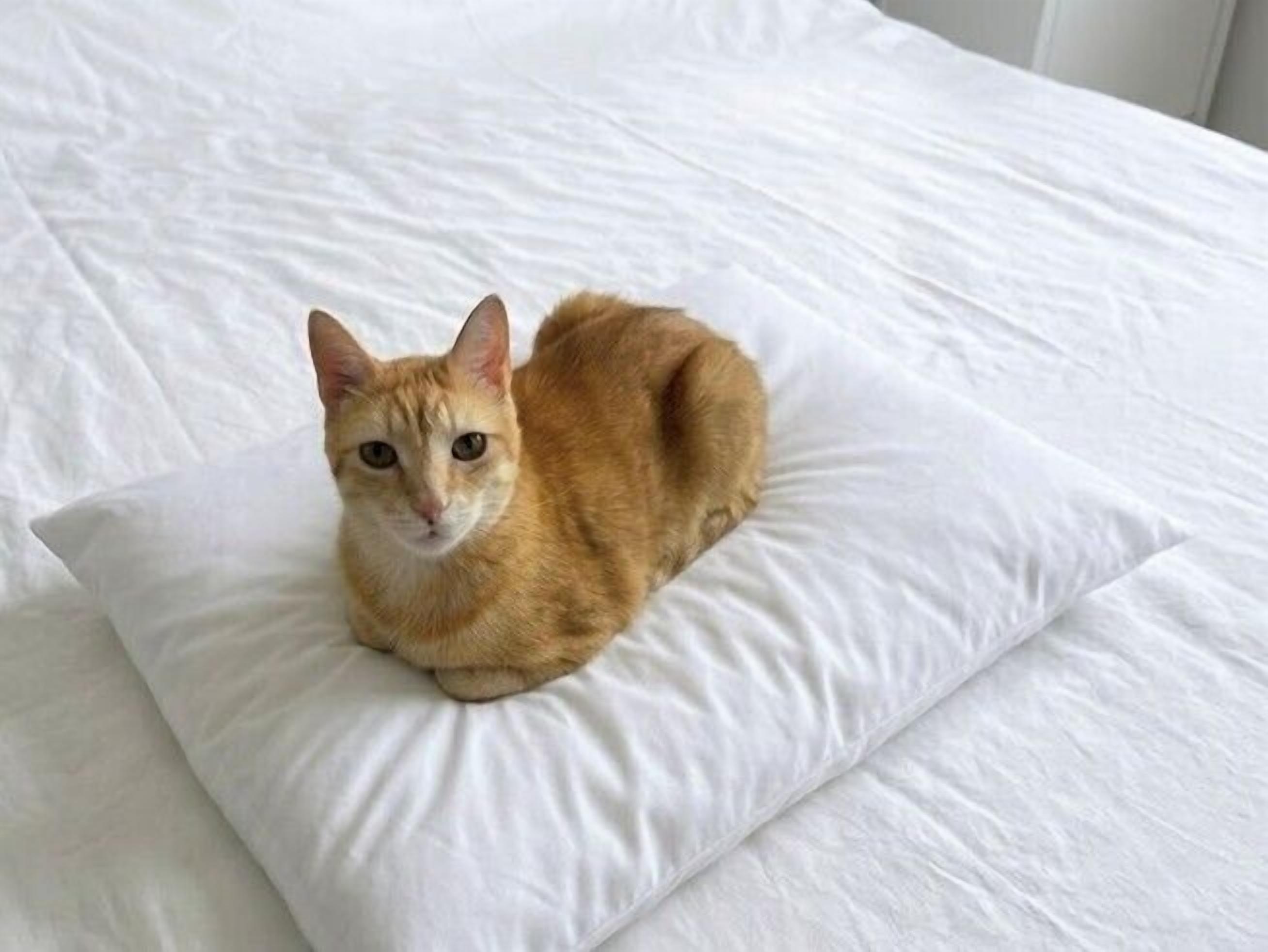 A cat lying on a white pillow in a room with white bedding.