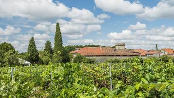 Un vignoble avec des rangées de vignes et, au fond, un bâtiment en pierre surmonté d’un toit de tuiles.