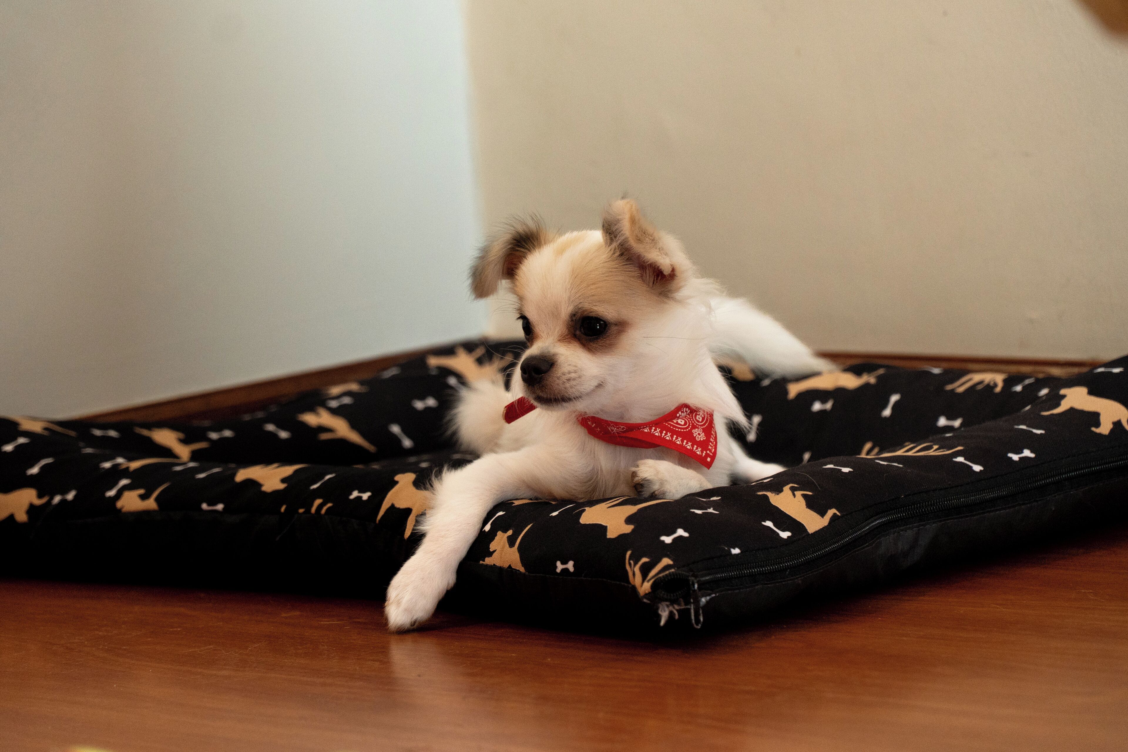 Ein kleiner Hund liegt auf einem schwarzen Kissen mit Tiermustern und trägt ein rotes Bandana.