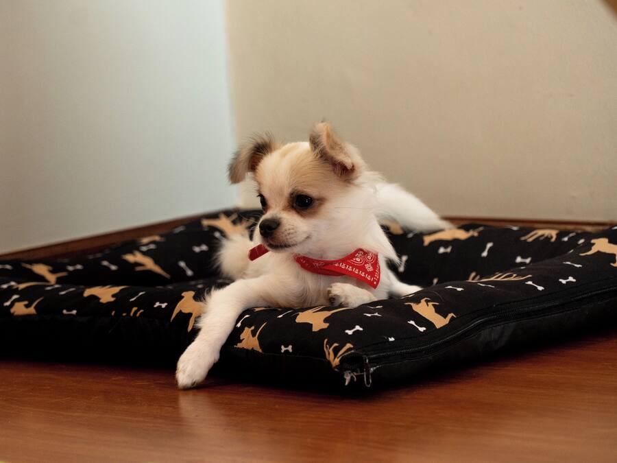 Ein kleiner Hund liegt auf einem schwarzen Kissen mit Tiermustern und trägt ein rotes Bandana.