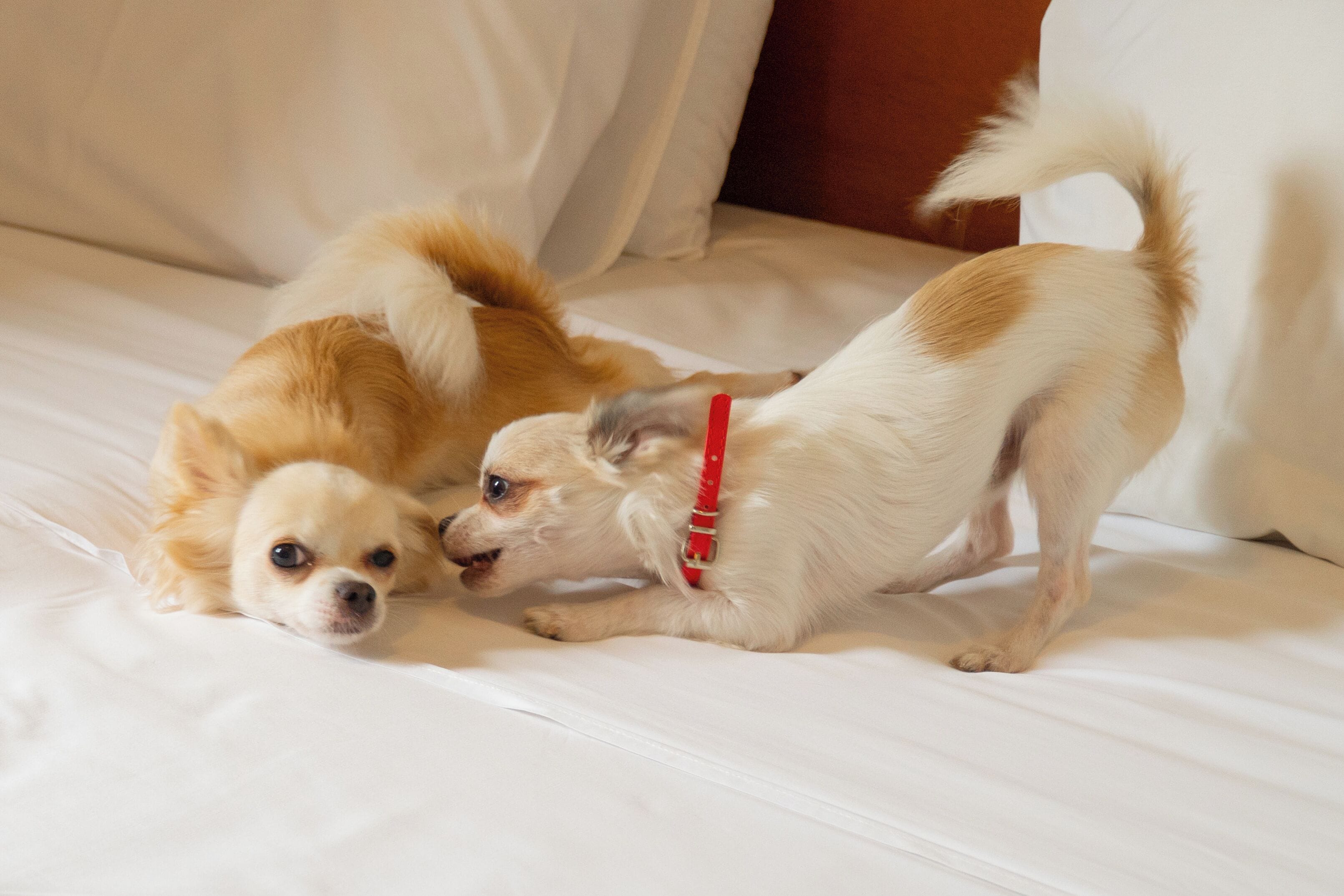 Due cani su un letto con biancheria da letto bianca.