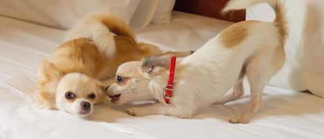 Due cani su un letto con biancheria da letto bianca.