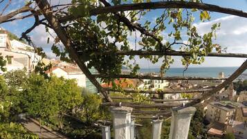 A vineyard with grapevines and a view of a coastal town.