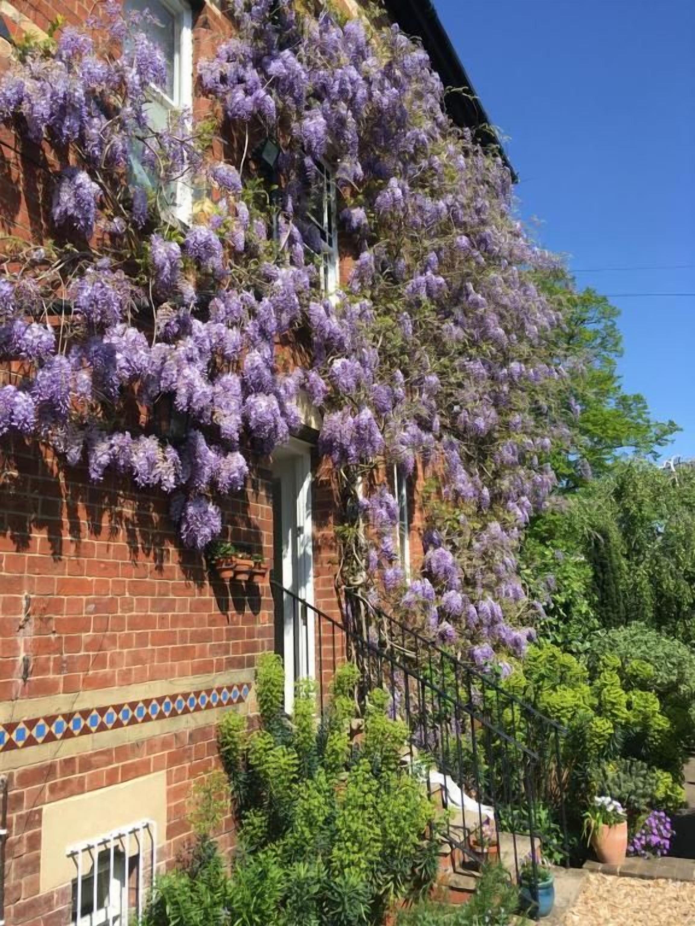 A building with a brick facade and a balcony covered with purple flowering vines.