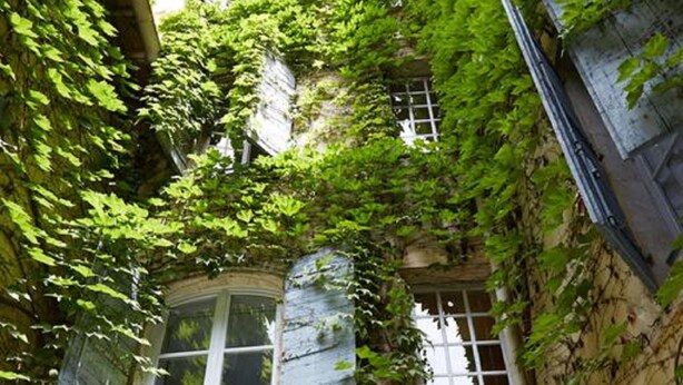 Un estrecho callejón con un edificio cubierto de hiedra verde.