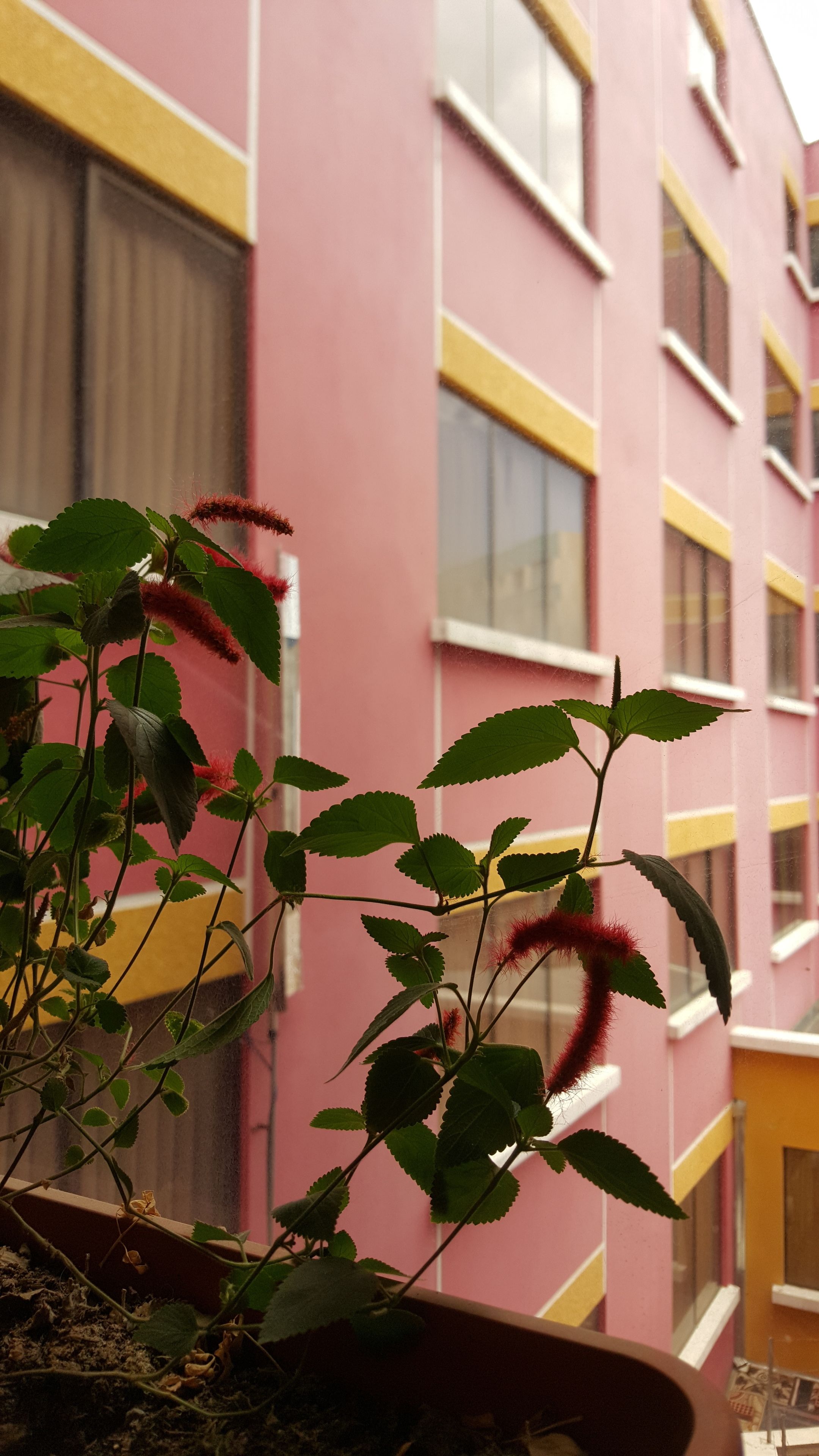 Photo - Hotel Nuevo Sol