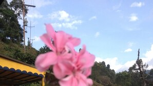 A yellow building with a red roof, surrounded by lush greenery and a pink flower in the foreground. - Hostal Finca Cardonales (Salento)