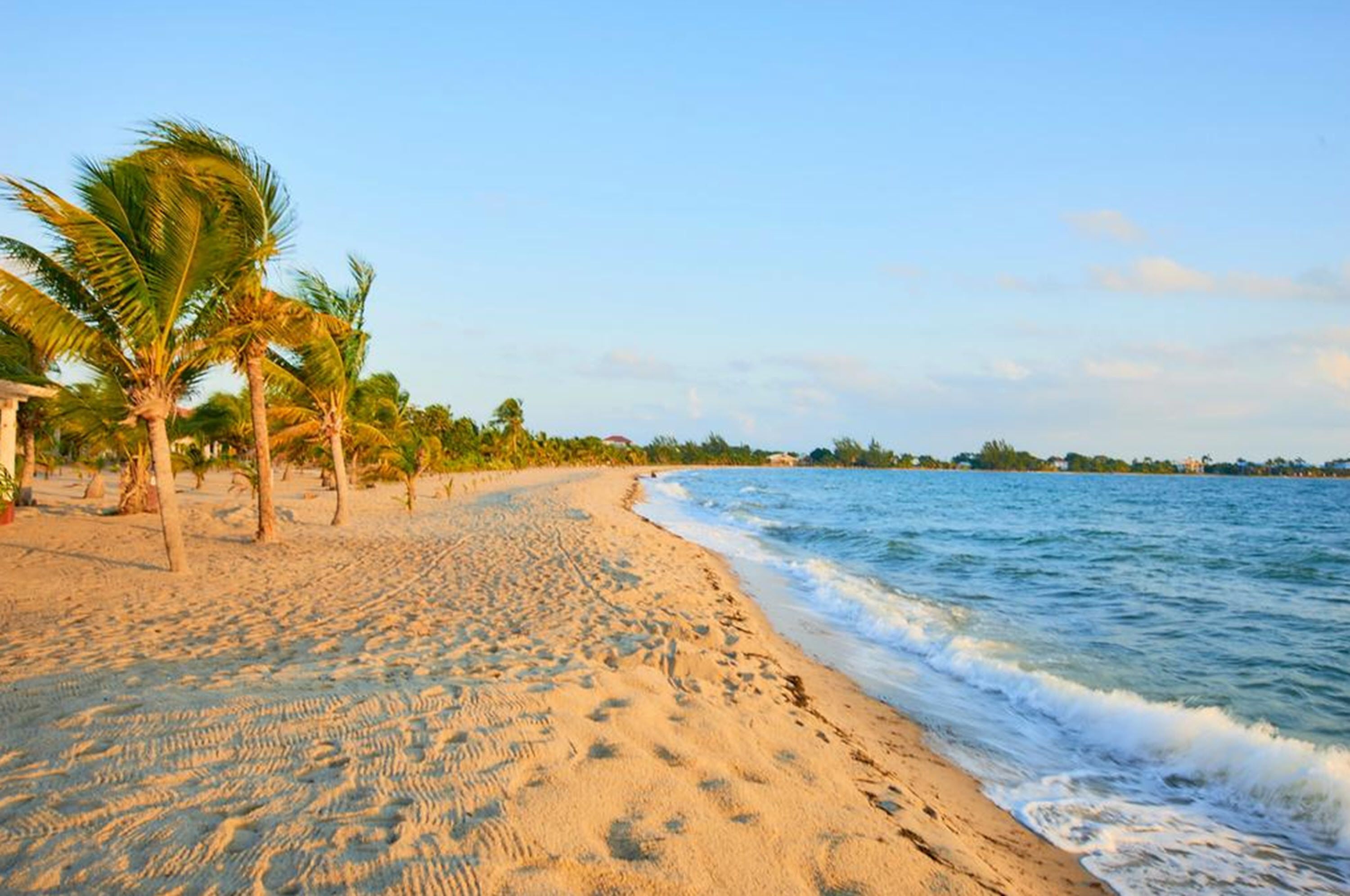 A beach with palm trees and a clear sky.