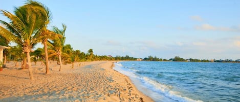 A beach with palm trees and a clear sky.