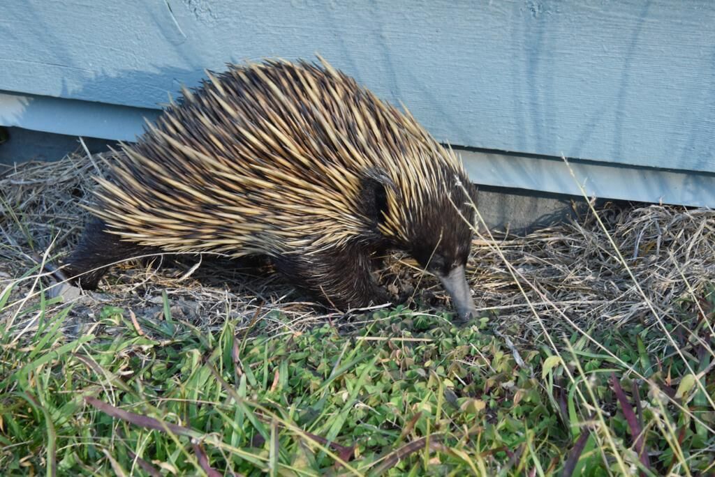 A porcupine near a building with a grassy area in front.