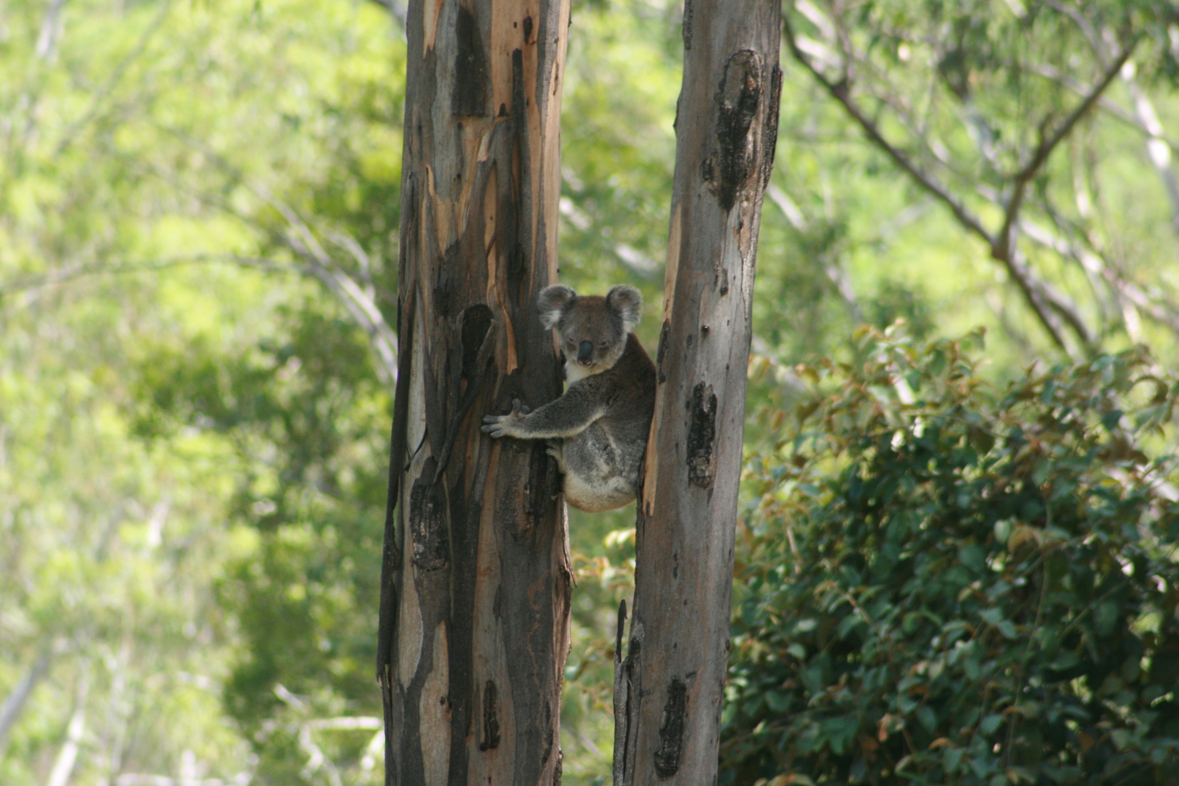 Un koala agrippé au tronc d’un arbre dans une zone boisée.
