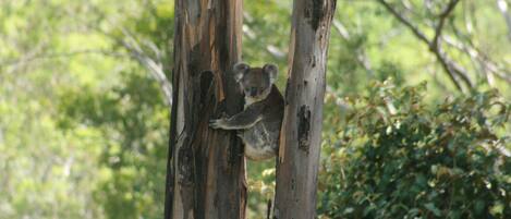 A koala clinging to a tree trunk in a forested area.