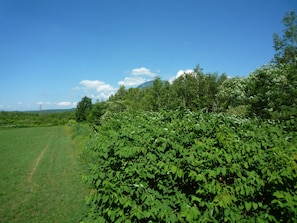 Un paisaje verde exuberante con follaje denso y un cielo azul despejado.