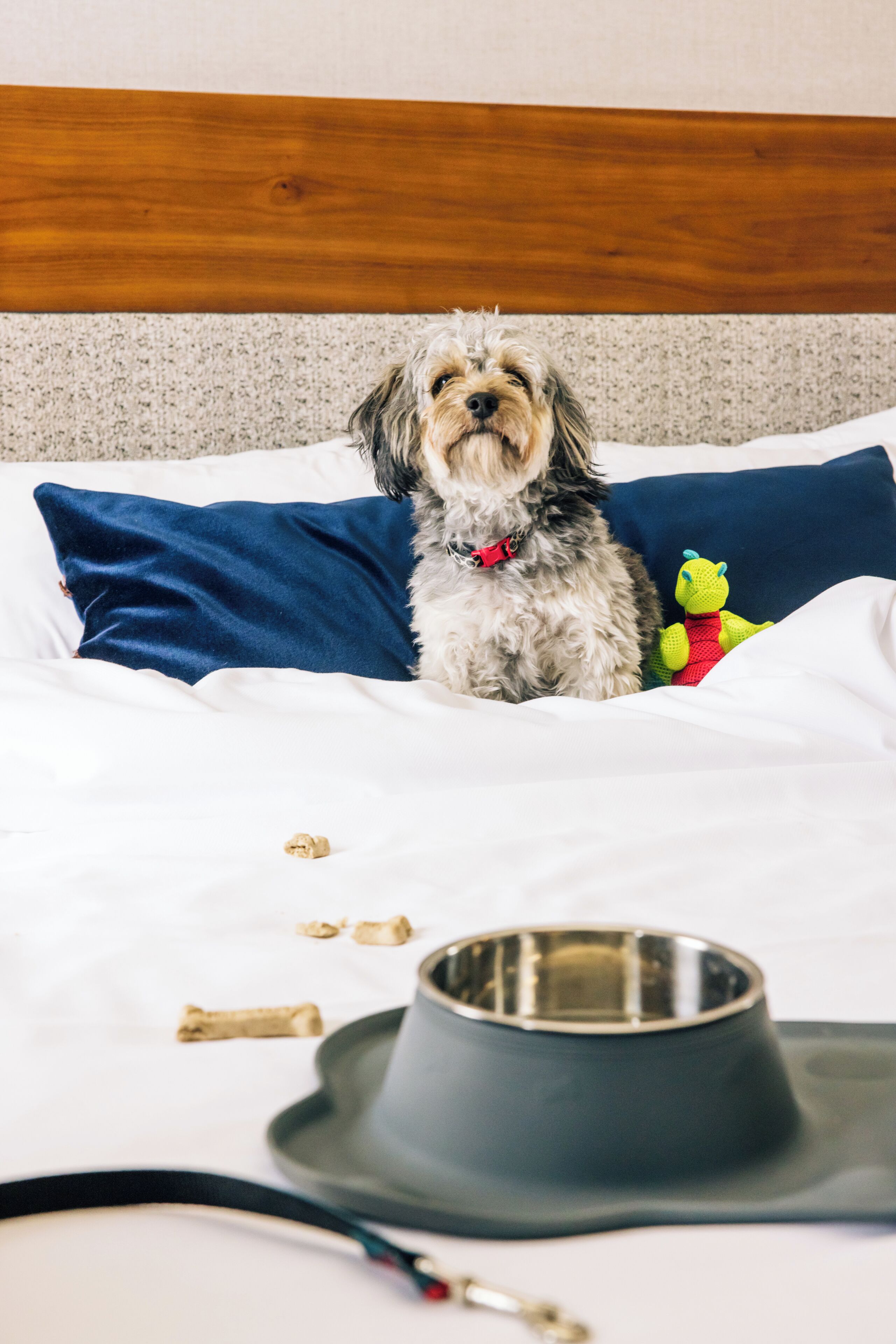 A dog on a bed with a blue pillow, a toy, and a metal bowl.