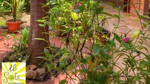 A tropical garden with potted plants and a wooden door. - Al Sole Guesthouse (León)