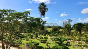 Un exuberante jardín con diversas plantas y árboles, incluyendo una palmera destacada.