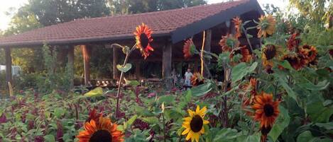 A garden with sunflowers and a covered structure.