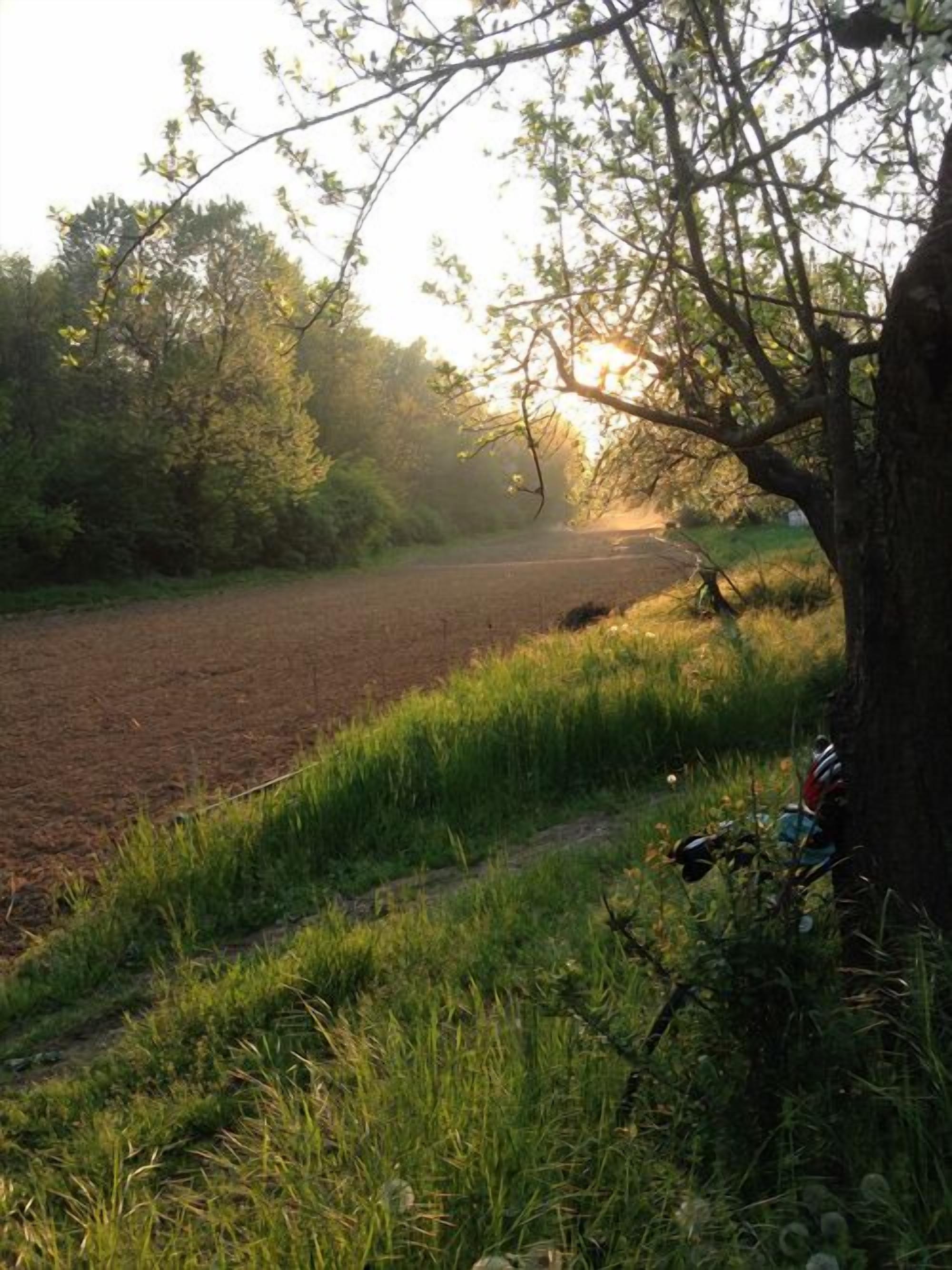 A rural landscape with a dirt road, a tree, and a bicycle leaning against it.