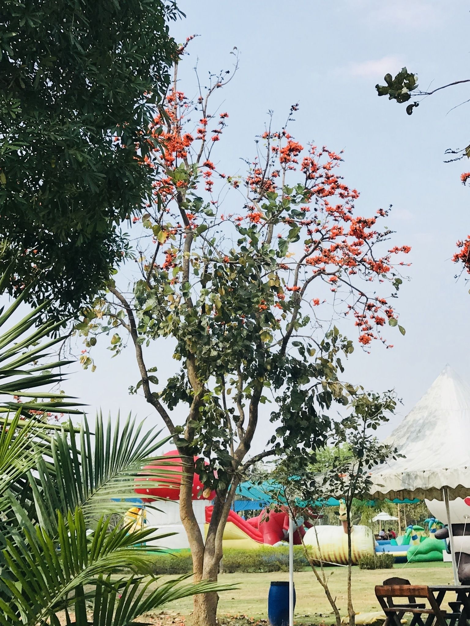 A tree with red flowers, a grassy area, and inflatable slides in the background.