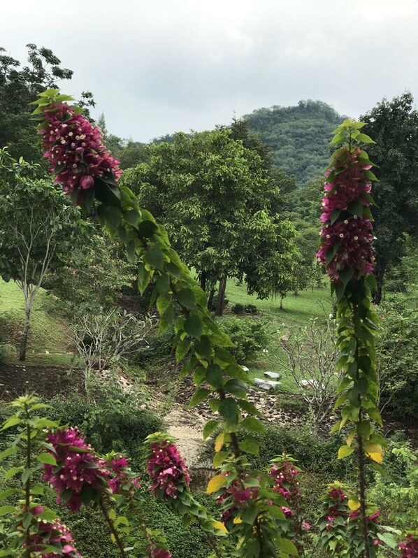 Un jardín con plantas florecientes y árboles.
