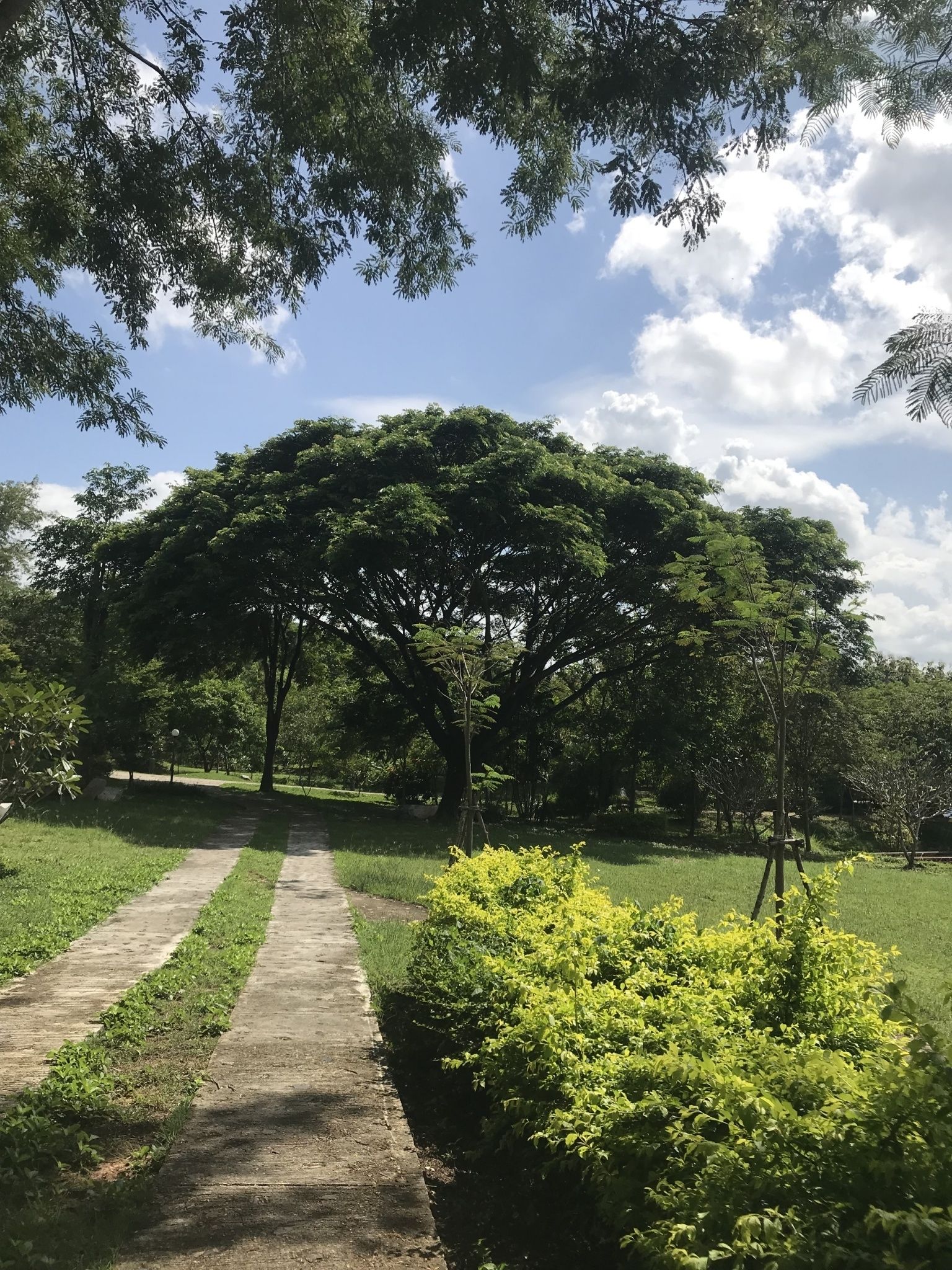 Un sendero que conduce a un gran árbol en un parque.