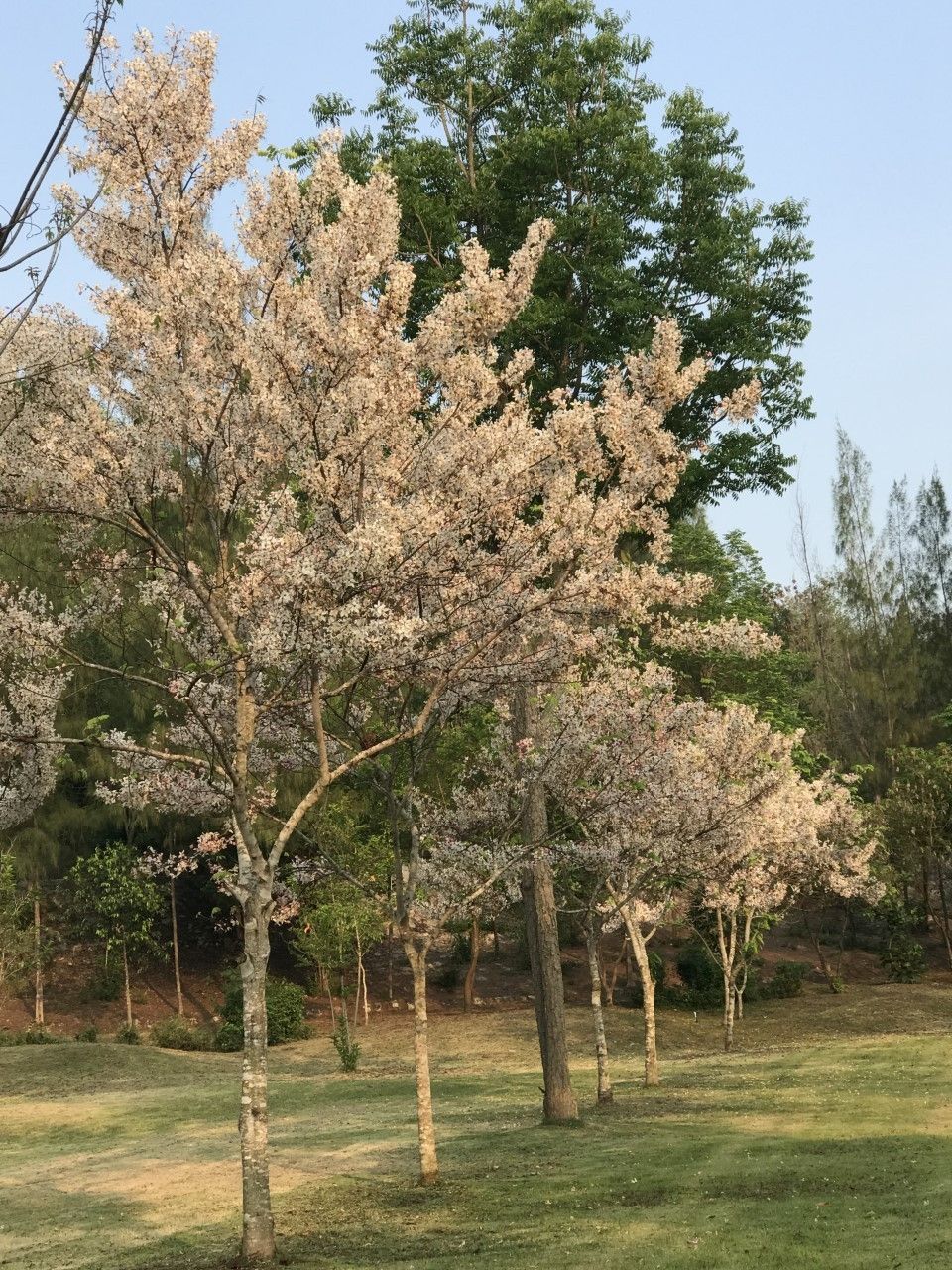 A park with cherry blossom trees in full bloom.