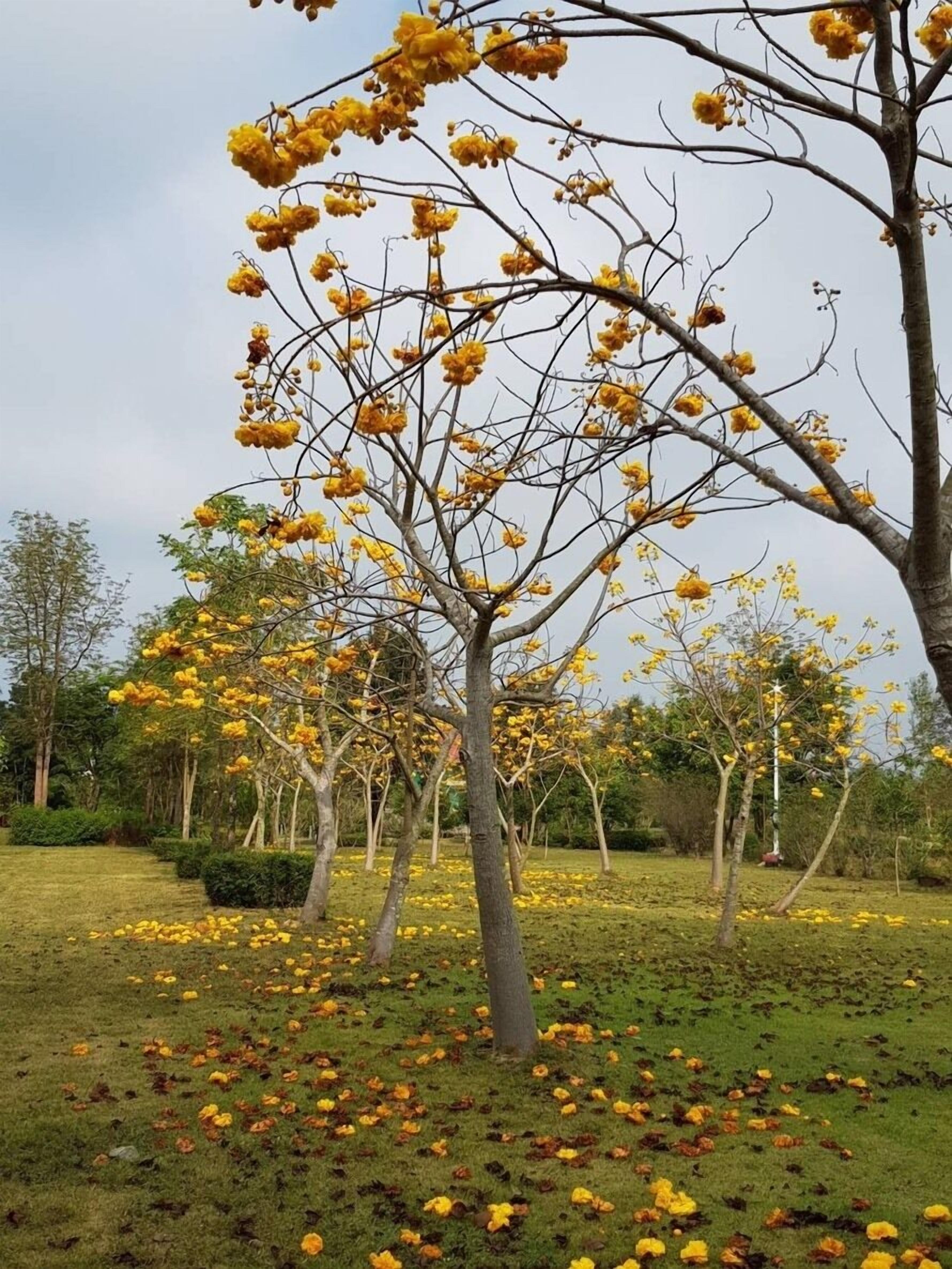 A tree with yellow flowers and a grassy area with fallen petals.