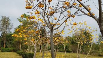 Un arbre aux fleurs jaunes et une zone herbeuse parsemée de pétales tombés.